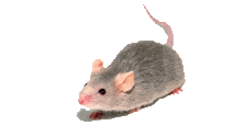 Статьи по мышам
