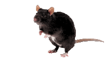 Статьи по крысам